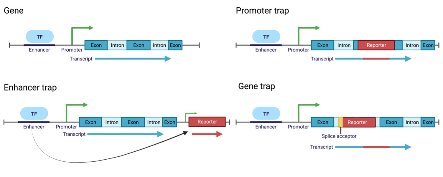 Plasmids 101: Gene, Enhancer, And Promoter Trapping